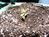 Separating Seedlings -Nov11- Early Haze 2.jpg