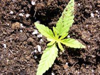 Early Haze 8- Doing Well - June11- 050.jpg