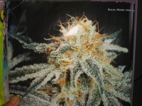 TheRealMCoy-OriginalWhiteWidow-BW.jpg