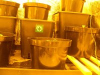 Day 7- Bio Pak Beneficial Bacteria-Early Haze.jpg