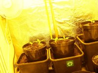 Day 9- Early Haze- No Stretch- Nov20- GR1.jpg