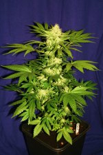 Shit-3 weeks flower.jpg