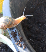 bokashisoil snail_1.png