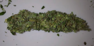 HP bud seeded horiz.png HP bud seeded horiz.png