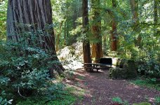 california-redwoods-jedediah-smith-campground.jpg