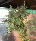 MHIBL202(MHI9)Nice.jpg MHIBL202(MHI9)Nice.jpg