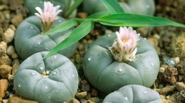 peyote pic.jpg