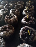 20-07-2023 - SSH seedlings a.jpg