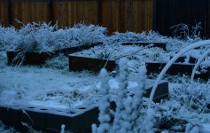 frozbeds.JPG