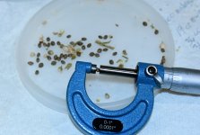 micrometer seed.JPG