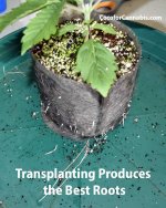 Transplanting-for-the-best-cannabis-roots.jpg