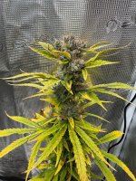 MHIBL(#8)420.jpg