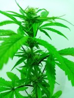 29-03-2024 - cure #1c.jpg 29-03-2024 - cure #1c.jpg