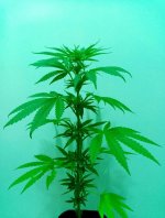 29-03-2024 - cure #2a.jpg 29-03-2024 - cure #2a.jpg