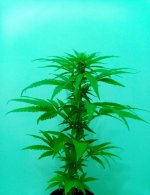 29-03-2024 - cure #4a.jpg 29-03-2024 - cure #4a.jpg
