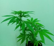29-03-2024 - cure #8a.jpg 29-03-2024 - cure #8a.jpg