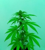 29-03-2024 - cure #9a.jpg 29-03-2024 - cure #9a.jpg