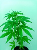 29-03-2024 - cure #10a.jpg 29-03-2024 - cure #10a.jpg