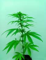 29-03-2024 - cure #11a.jpg 29-03-2024 - cure #11a.jpg