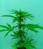 29-03-2024 - cure #12a.jpg 29-03-2024 - cure #12a.jpg