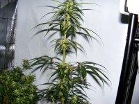 One Healthy MNS - SSH - Hardiness Tested.jpg