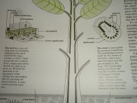 Plant Basics 101-1972 Book.jpg