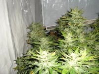 DWC-April02-Cheese.jpg