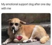 Support-dog.jpg