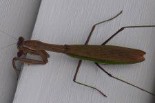 BD209 Praying Mantis Eating Boxelder Bug P1100729.JPG