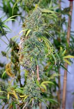 cure2 7_26.JPG