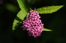 Pink Flower DSC_2160A .jpg