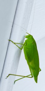 Katydid 080724.jpg