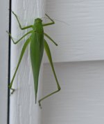 Katydid 080724 2.jpg