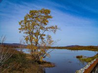 Tree Tupper Lake LR.jpg