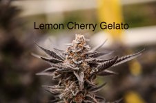 lemon cherry gelato.JPG