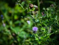 Thistle 1 LR.jpg