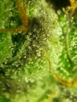 perpetual-multistrain-grow----flower-250w-hps--veg1-150w-cmh--veg2-50-100w-led-2.jpg