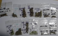 seeds1.jpg