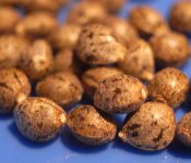 seeds2.jpg