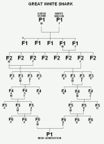 sharkshockchart.gif