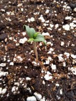 MedGomseedling01.jpg