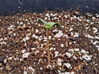 MedGomseedling02.jpg