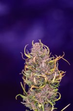 Afghan Haze #4 111024 DSC_6943-1.jpg
