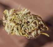 Afghan Haze #5 DSC_6435.jpg