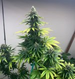 IMG_7680.jpeg