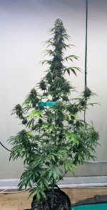 IMG_7889.jpeg