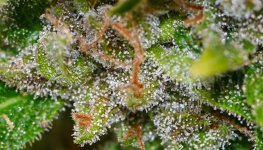 Afghan Haze #2 111024 DSC_7217 LR.jpg