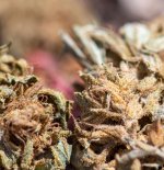 Star Dawg MGR DSC_054AA LR .jpg