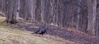 Spring Tom LR A(1).jpg Spring Tom LR A(1).jpg