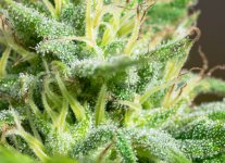 Afghan Haze #5 Tri 100124 DSC_3493 LR.jpg